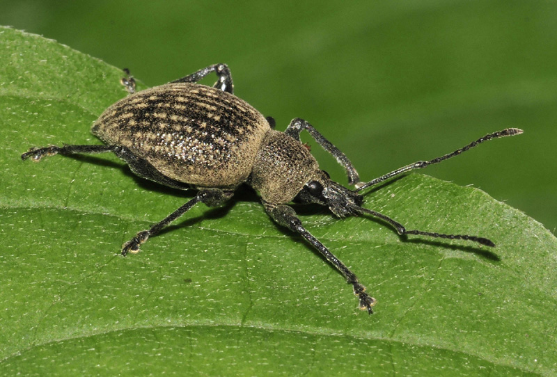 Curculionidae:  Otiorhynchus pseudonothus